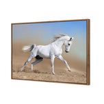 White Arabian Horse