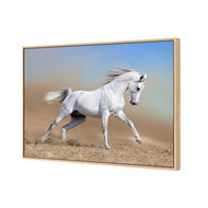 White Arabian Horse