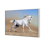 White Arabian Horse