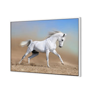 White Arabian Horse