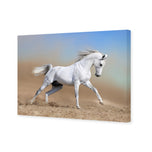 White Arabian Horse