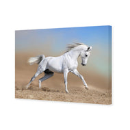 White Arabian Horse