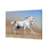 White Arabian Horse