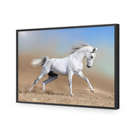 White Arabian Horse