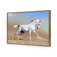 White Arabian Horse