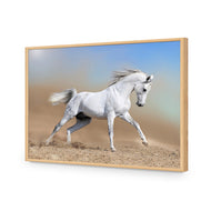 White Arabian Horse