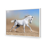 White Arabian Horse