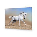 White Arabian Horse