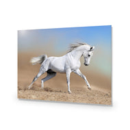 White Arabian Horse