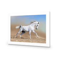 White Arabian Horse