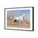 White Arabian Horse