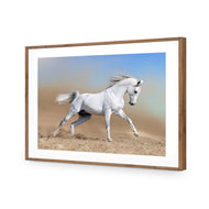 White Arabian Horse