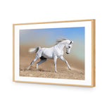 White Arabian Horse