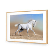 White Arabian Horse