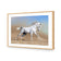 White Arabian Horse