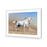 White Arabian Horse