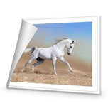 White Arabian Horse