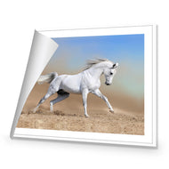 White Arabian Horse