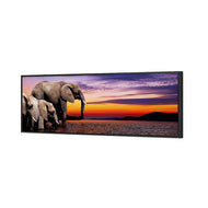 African Savannah Elephants