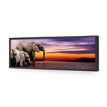 African Savannah Elephants