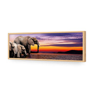 African Savannah Elephants
