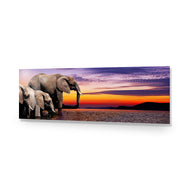 African Savannah Elephants