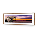 African Savannah Elephants