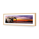African Savannah Elephants