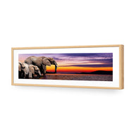African Savannah Elephants