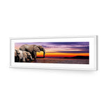 African Savannah Elephants