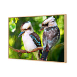 Kookaburra Pair