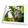 Kookaburra Pair