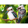 Kookaburra Pair