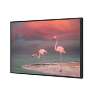 Pink Flamingos