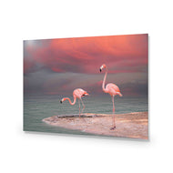Pink Flamingos