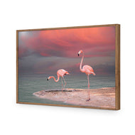 Pink Flamingos