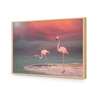 Pink Flamingos