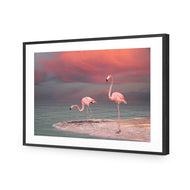 Pink Flamingos