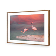 Pink Flamingos