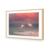 Pink Flamingos