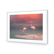 Pink Flamingos