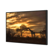 Giraffe at Sunset