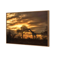 Giraffe at Sunset