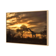 Giraffe at Sunset