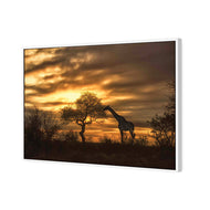 Giraffe at Sunset