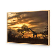 Giraffe at Sunset