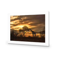 Giraffe at Sunset