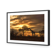 Giraffe at Sunset