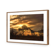 Giraffe at Sunset