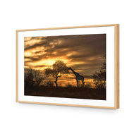 Giraffe at Sunset